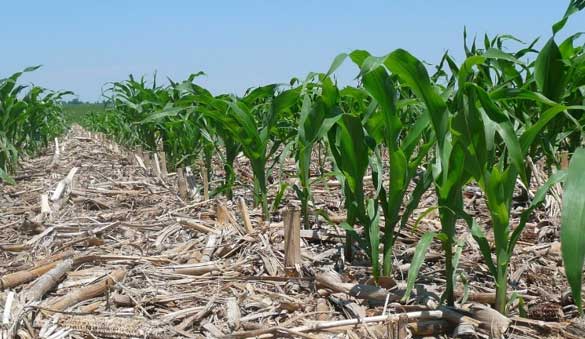 Photo - Closeup of corn growing in field early in the season.