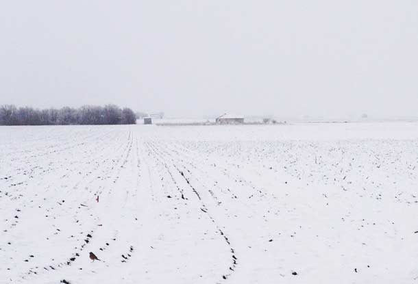Photo - Snow covering a corn field in early spring, field recently planted.