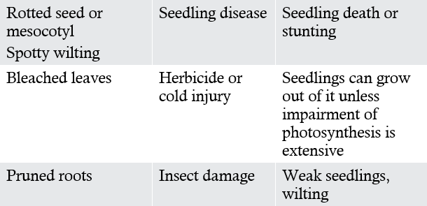 Table - Corn seedling symptoms and likely causes.