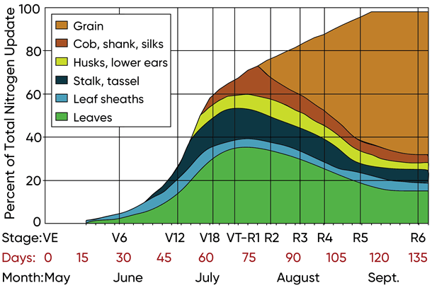 Graph - Nitrogen uptake and partitioning by corn.
