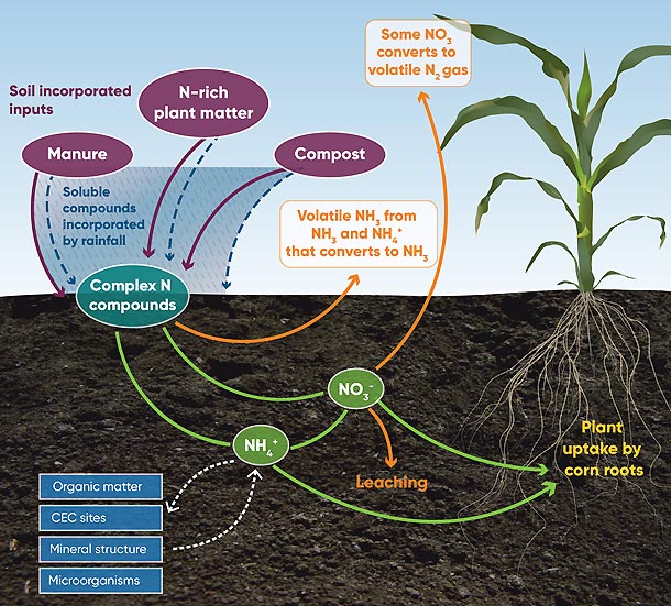 Illustration - Environmental fates and pathways of different forms of organic nitrogen fertilizer.