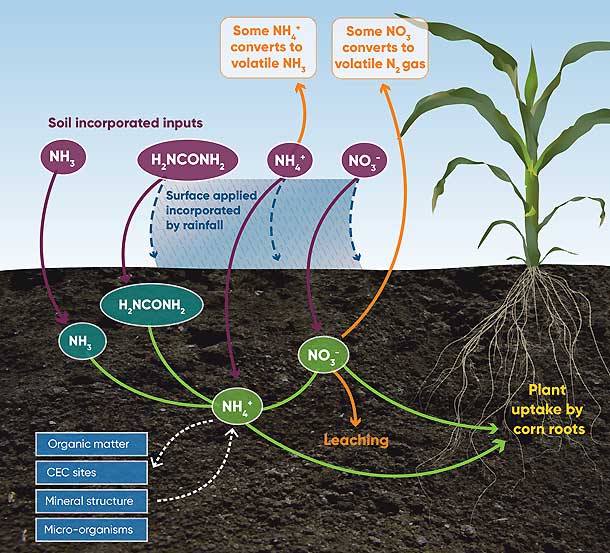 Illiustration - Environmental fates and pathways of different forms of synthetic nitrogen fertilizer.