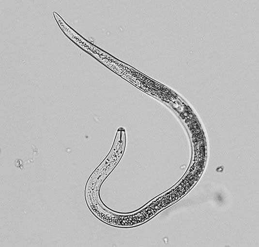 Black and white photo of a lesion nematode.