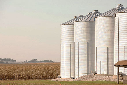 Photo - White silos standing near a fall cornfield.