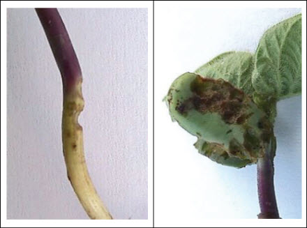 Bean leaf beetle feeding injury to soybean hypocotyl and cotyledons
