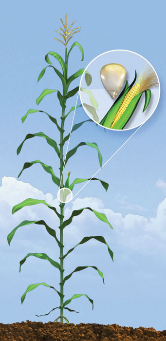 R3 corn development stage.