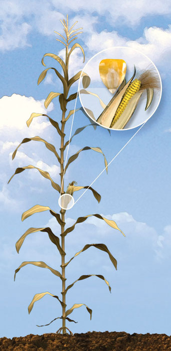 R6 corn development stage.