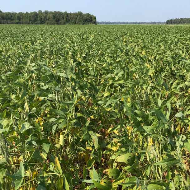 Photo - yellowing leaves on soybean plants.