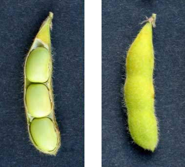 Photo - Soybeans at growth stage R6.5 - Mid-way from full seed to maturity.