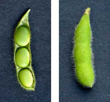 Photo - Soybeans at growth stage R6 - full seed stage.