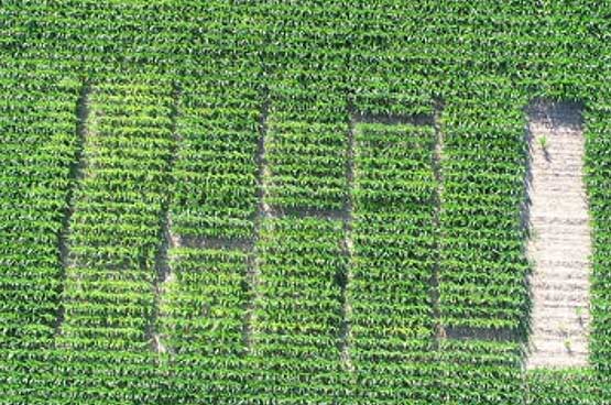 Arial Photo -  Hybrid plot within a high pH area of the field.