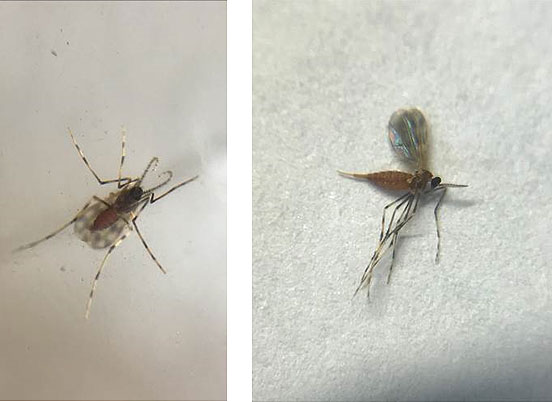 Side-by-side photos showing gall midge adults.