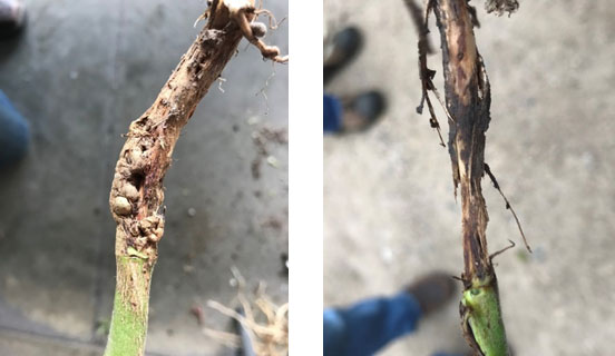 Side-by-side photos showing galls on a soybean stem due to gall midge infestation and stem girdling from prolonged feeding.