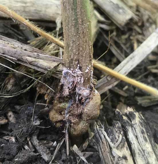 Photo showing galls on a soybean stem near the soil surface due to gall midge infestation, Nebraska.