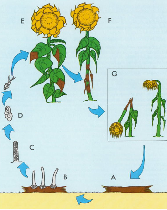 This is an illustration showing the life cycle of Phomopsis helianthi in sunflowers.