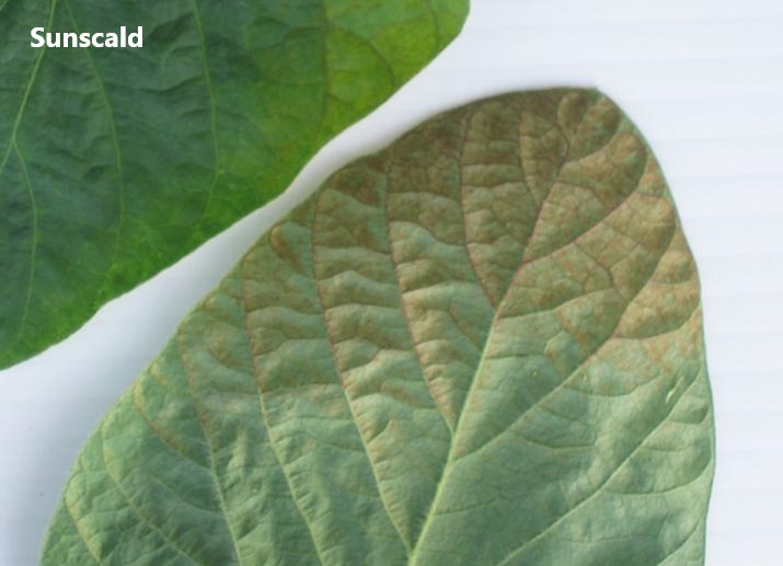 Photo - sunscald injury to soybean leaf - closeup.