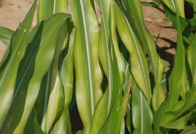 Corn leaves showing zinc deficiency. Interveinal striping in center of leaf is surrounded by green borders and margins.
