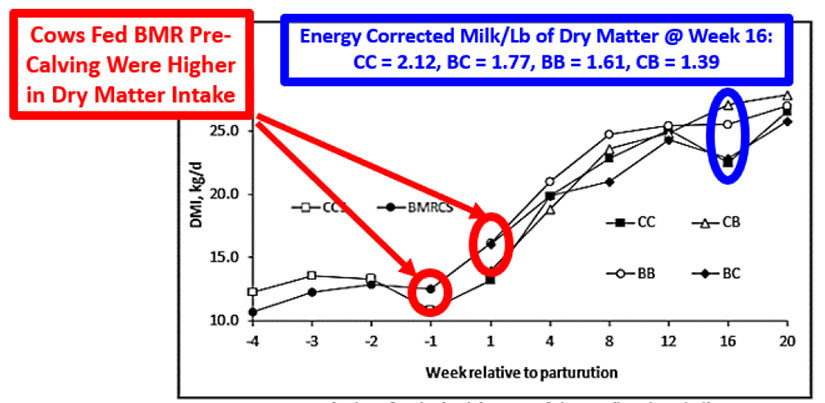 Graph -Dry matter intake response in BMR diets (USU, 2014).