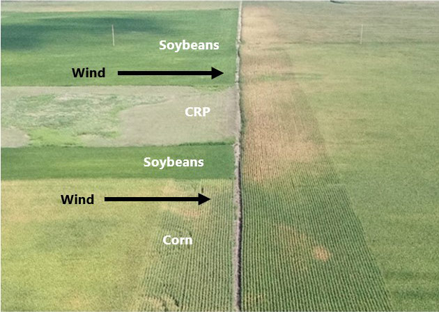 Photo - cornfield showing stress symptoms along the edge where it is bordered by soybeans and CRP, but no symptoms where it is bordered by corn.