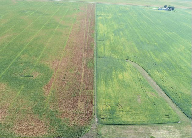 Photo - Corn field showing stress symptoms along the western edge of the field..