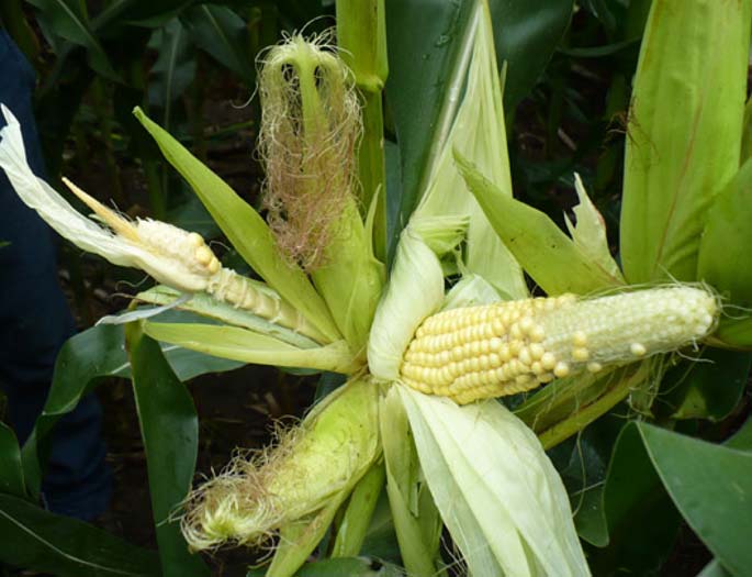 Photo - Corn plant showing a cluster of ears at a single leaf node.