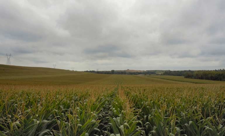 Photo - cornfield under cloudy skies - late season
