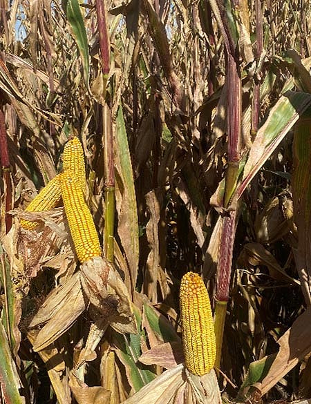 Photo - Late-season purpling on cornstalks