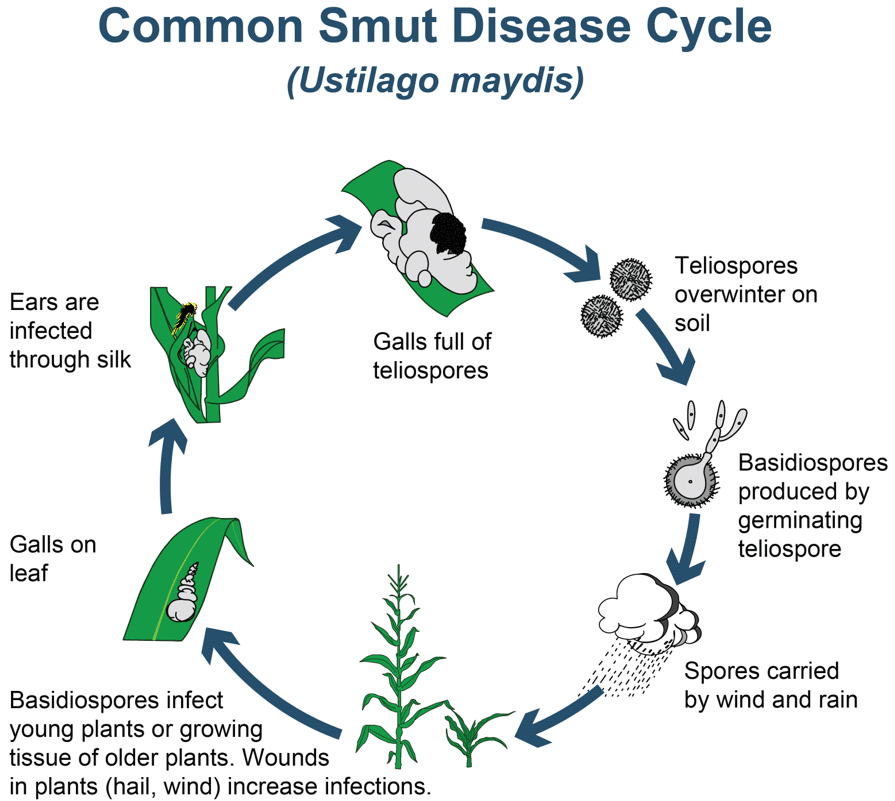 Diagram - common smut disease cycle.