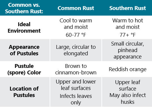 Table - comparing common and southern rust of corn