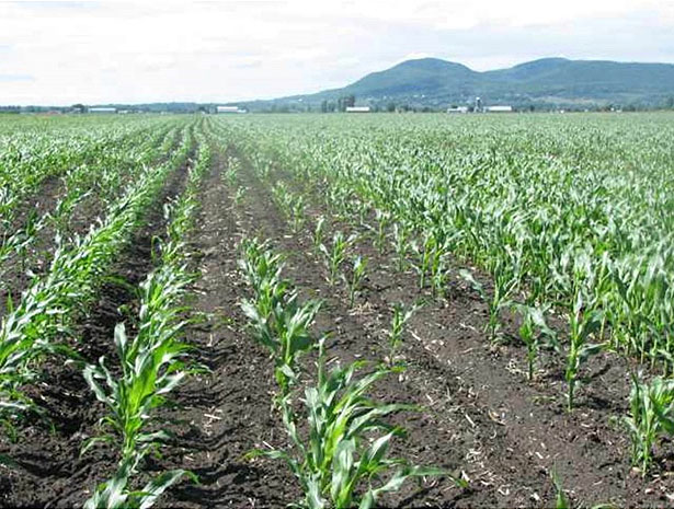 Corn field with stand loss due to seedling disease.