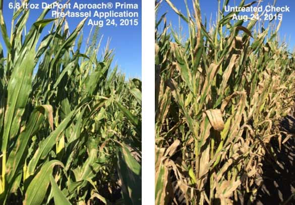Photo -  Field trial comparing fungicide-treated and non-treated corn at a location with high northern corn leaf blight pressure.