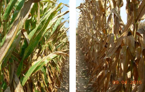Photo - corn treated with fungicide at VT-R1 compared to non-treated corn at a research location near Winchester, AR in 2015.