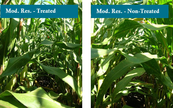 Photo - Two moderately resistant hybrids treated and non-treated with fungicide at Macomb, IL.