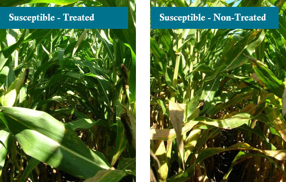 Photo - Two susceptible hybrids treated and non-treated with fungicide at Macomb, IL.