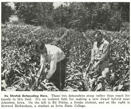 Images that appeared in the Pioneer Kernels Newsletter in the late 1940s showcasing early work by Pioneer Hi-Bred with dwarf hybrid corn
