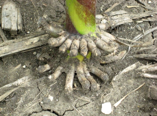 Brace root development can be inhibited by excessively wet or dry conditions.