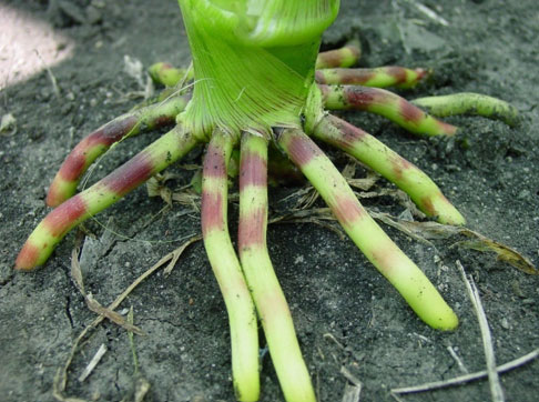 Anthocyanin pigmentation in brace roots depends on the genetics of the hybrid.