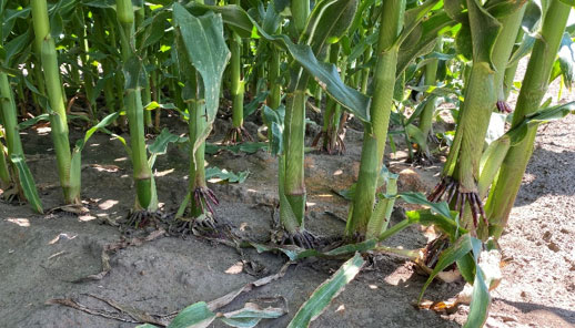 A corn plant on the end of a row with more nodes of brace roots than plants further down the row.