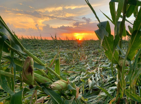 A corn field flattened by the high winds of the August 2020 derecho near Adel Iowa