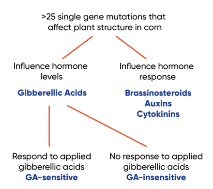 More than 25 single gene mutations that affect plant structure in corn