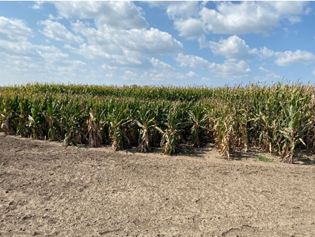 Field demonstration of reduced-stature and standard stature corn near physiological maturity