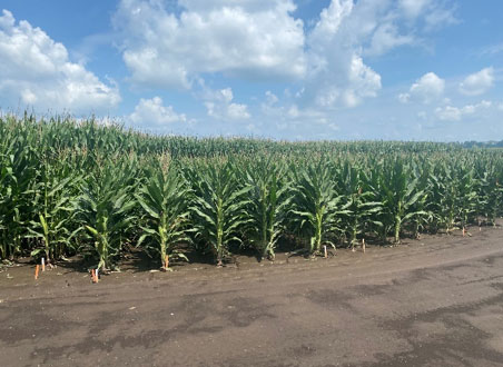 Field demonstration of reduced-stature and standard stature corn at mid-vegetative growth stage