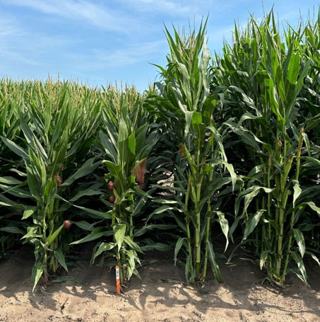Reduced-stature corn next to a current commercial hybrid in Corteva Agriscience field demonstration plots