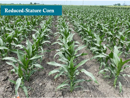 Reduced-stature corn at the V8 growth stage