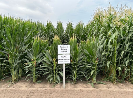 Reduced-stature corn at a density of 40,000 plants per acre