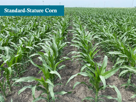 Standard stature corn at the V8 growth stage