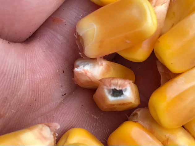 Corn kernel at maturity showing black layer.