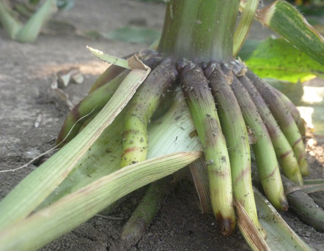 Brace root development during the late vegetative stages.