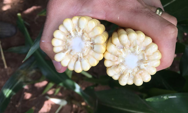 Corn ear at milk stage with yellowing kernels and milky white fluid.