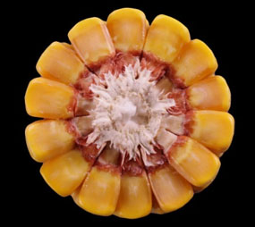 Corn ear stage R6